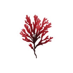 Red Algae